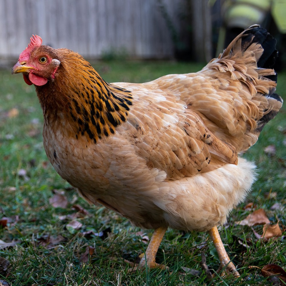 Coccidiosis Gallinas